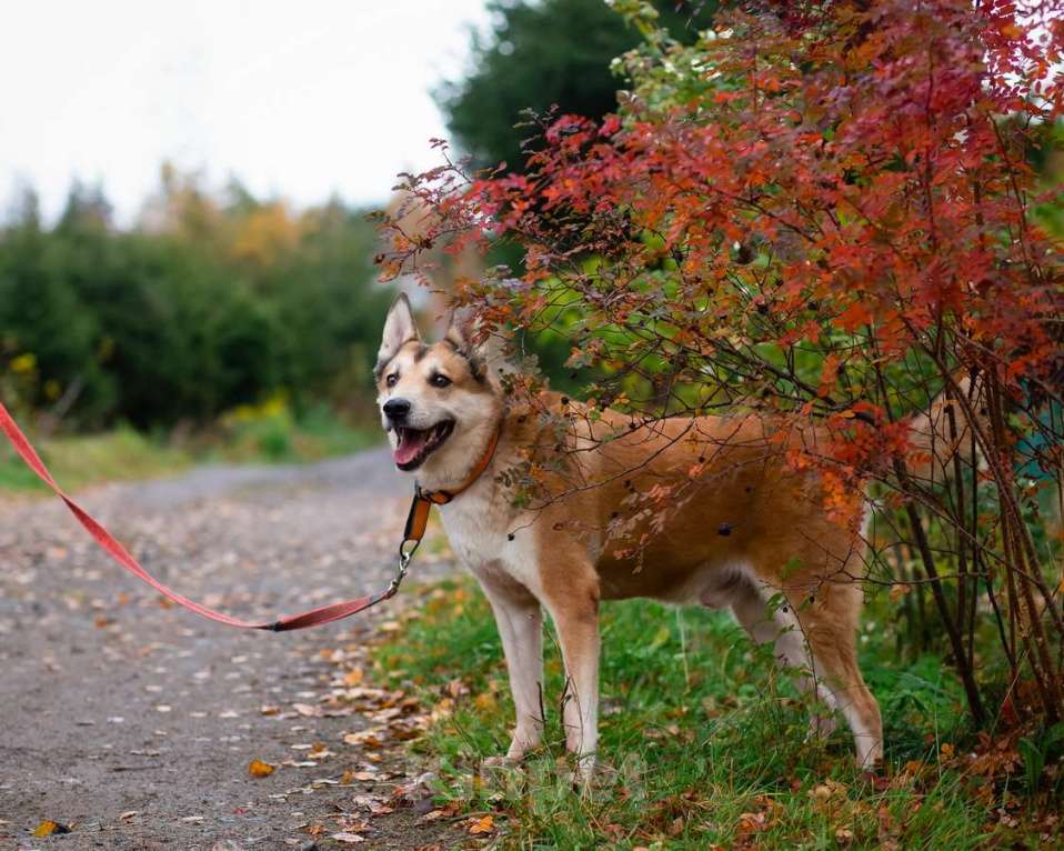 Собаки в Санкт-Петербурге: Красивый активный пёс Маффин ищет дом Мальчик, Бесплатно - фото 6