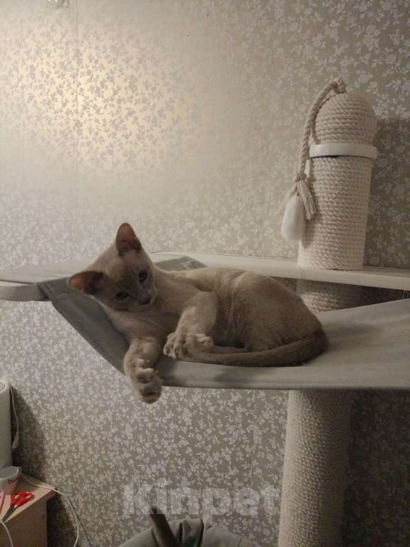 Кошки в Москве: Бурманские лиловые котята Мальчик, 40 000 руб. - фото 2