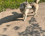 Собаки в Ногинске: Найдена собака Девочка, Бесплатно - фото 1