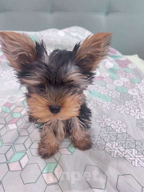 Собаки в Ангарске: Продам в хорошие руки Мальчик, 17 000 руб. - фото 2