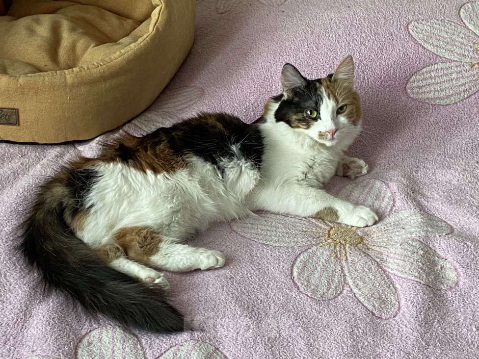 Кошки в Москве: Классная кошечка ищет дом Девочка, Бесплатно - фото 9