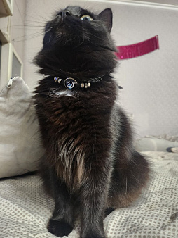 ПРОПАЛА ЛЮБИМАЯ КОШКА!