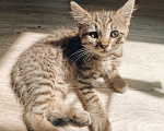 Кошки в Котельнике: Коричневый котенок в добрые руки Москва и Московская область Девочка, Бесплатно - фото 4