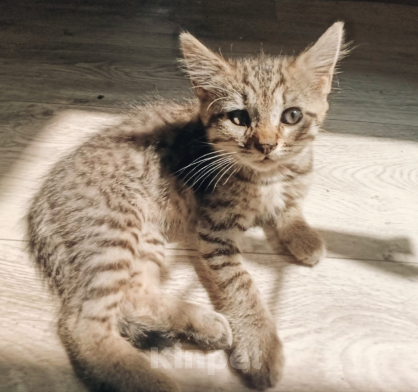 Кошки в Котельнике: Коричневый котенок в добрые руки Москва и Московская область Девочка, Бесплатно - фото 4