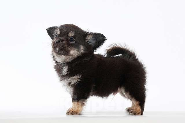 Собаки в Москве: Миниатюрный мальчик Мальчик, 42 000 руб. - фото 2