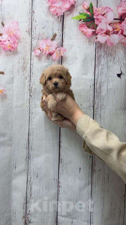 Собаки в Москве: Мальтипу F1 малeнькaя принцecса Девочка, 60 000 руб. - фото 1