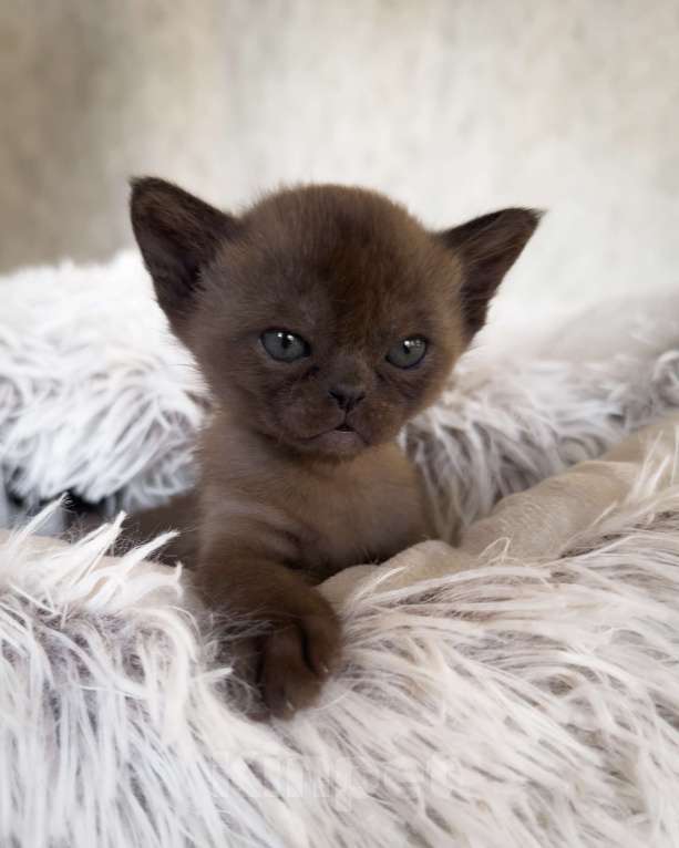 Кошки в Санкт-Петербурге: Бурма девочка из питомника бурм в С-ПБ BURHOUSE Девочка, 90 руб. - фото 6