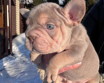 Собаки в Москве: Французский бульдог щенок Мальчик, 100 000 руб. - фото 2