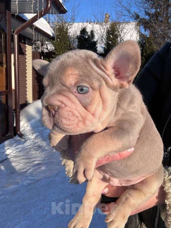 Собаки в Москве: Французский бульдог щенок Мальчик, 100 000 руб. - фото 2