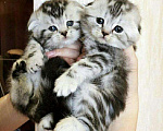 Кошки в Ленинске: Мраморные Котята, 13 000 руб. - фото 1