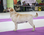 Собаки в Самаре: Брутальный лабрадор для вязки Мальчик, 30 руб. - фото 2