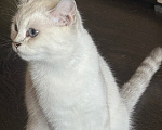 Кошки в Одинцово: Шотландские молодые кошки Девочка, 35 000 руб. - фото 8