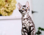 Кошки в Москве: Бенгальский котенок серебро Мальчик, 45 000 руб. - фото 3