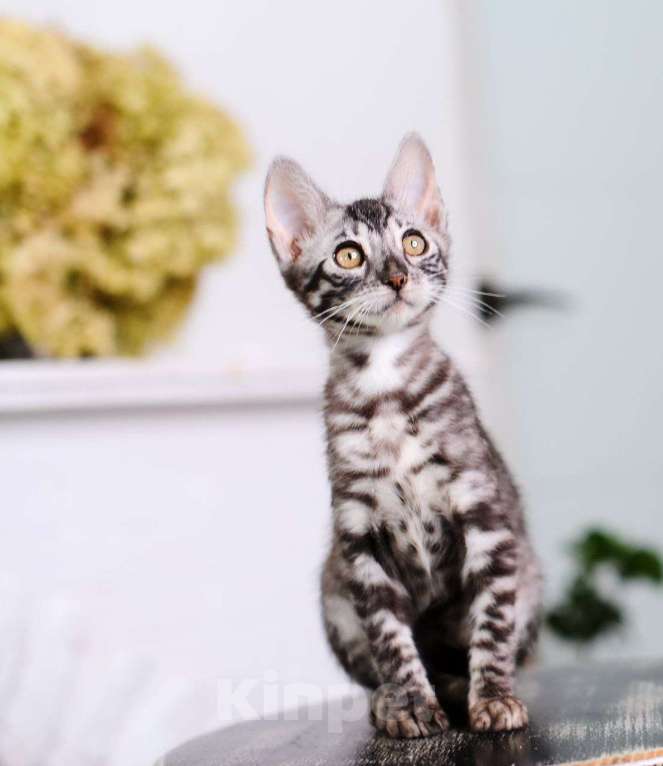 Кошки в Москве: Бенгальский котенок серебро Мальчик, 45 000 руб. - фото 3