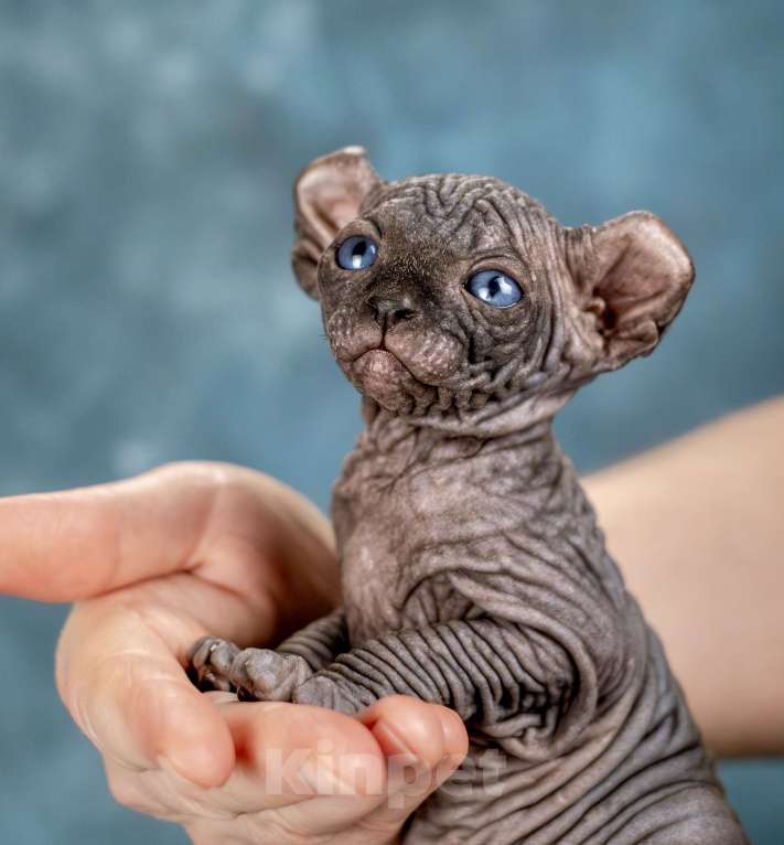 Кошки в Москве: Роскошный котенок эльфа сфинкса черный солид Мальчик, 150 000 руб. - фото 1