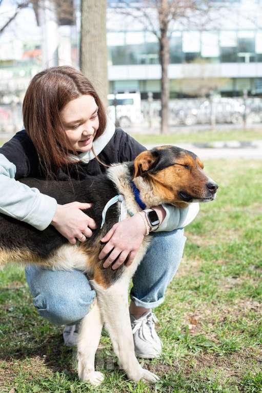 Собаки в Москве: Ньюи в поиске дома Мальчик, Бесплатно - фото 3