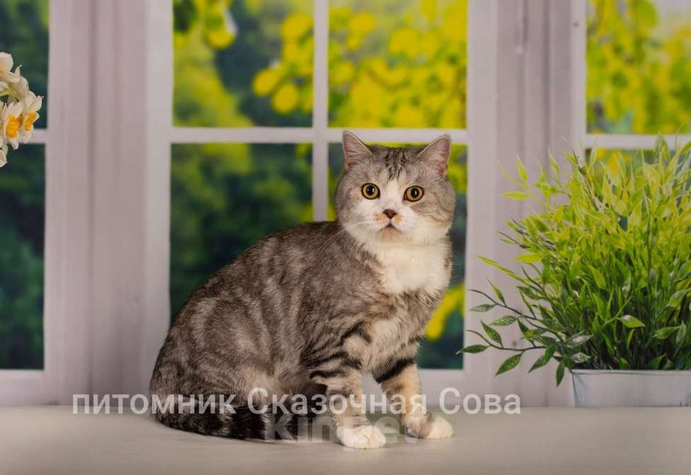 Кошки в Санкт-Петербурге: Мраморное серебро, кошка. Девочка, 1 000 руб. - фото 2