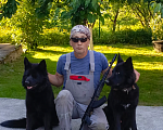 Собаки в других городах Калининградской области: Щенки от семьи черных немецких овчарок Мальчик, 50 000 руб. - фото 3