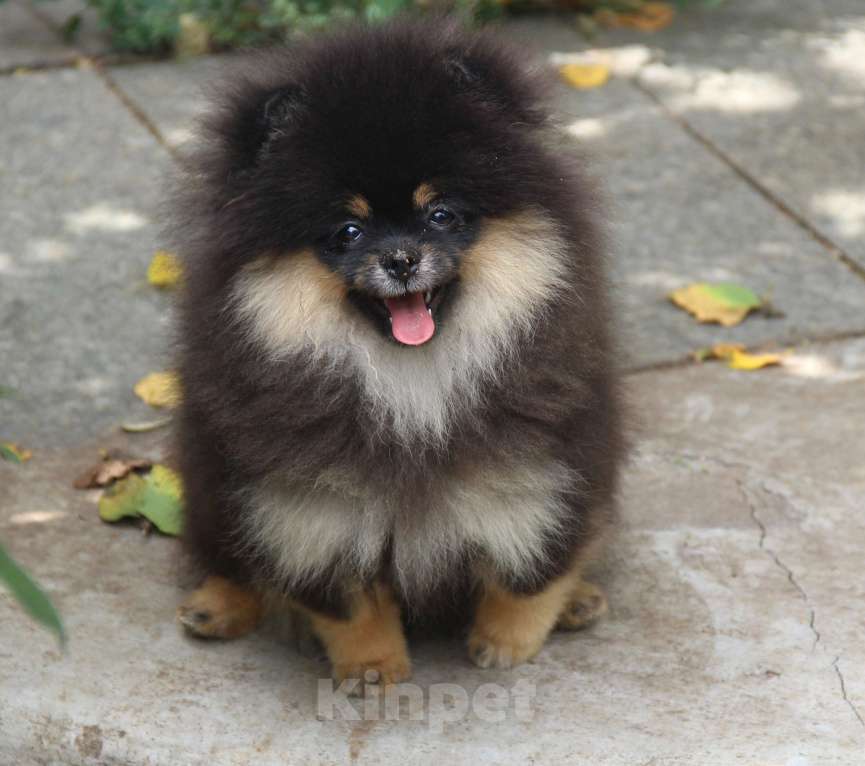 Собаки в Раменском: Девочка Оливия блэк Девочка, 45 000 руб. - фото 4