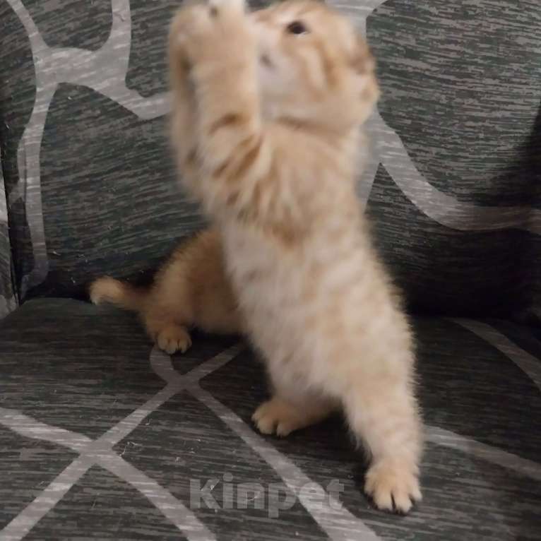 Кошки в Липецке: Продаются шотландские вислаухие котята. Мальчик, 15 000 руб. - фото 4