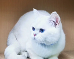 Кошки в Бугульме: Котик Лимончик Мальчик, 35 000 руб. - фото 1