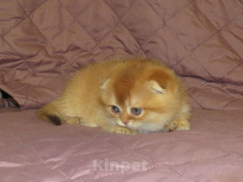 Кошки в Москве: роскошный шотландский котенок -мальчик Мальчик, 100 000 руб. - фото 4