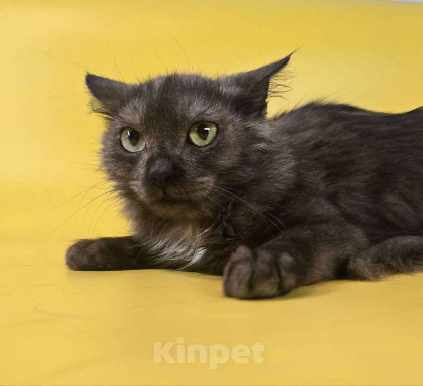 Кошки в Москве: Котик Юша ищет семью Мальчик, Бесплатно - фото 7