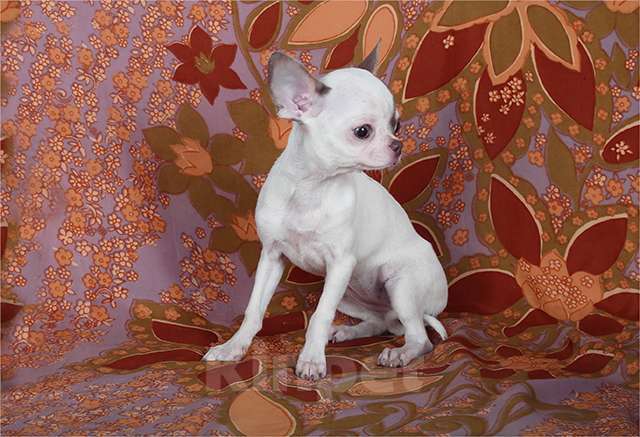 Собаки в Люберцах: Чихуахуа щенки Девочка, 150 000 руб. - фото 2