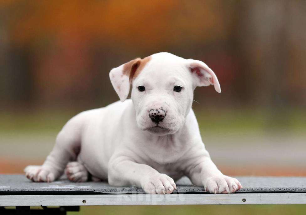 Собаки в Котельнике: 12.09.2025 Стафы  Мальчик, 50 000 руб. - фото 2