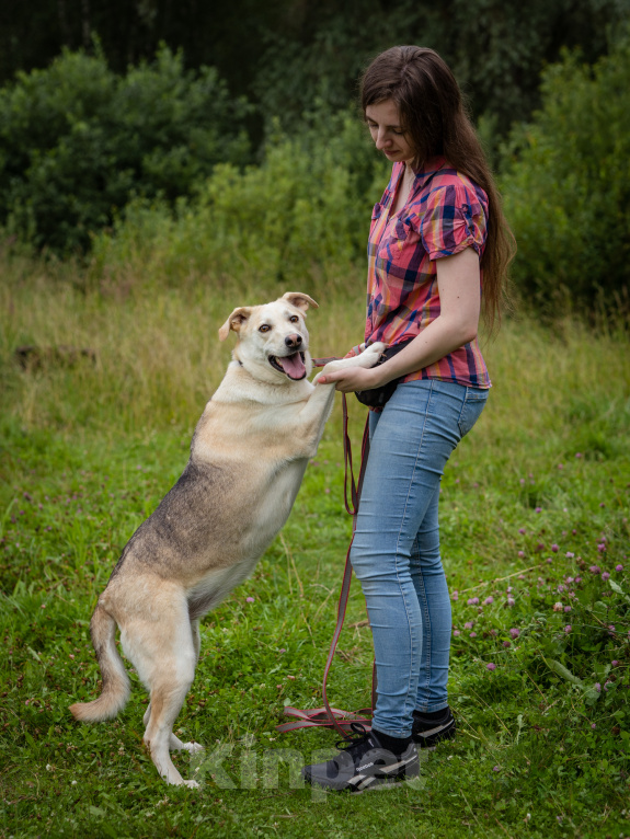 Собаки в Солнечногорске: Жизнерадостная, ласковая девчонка. Семейная собака Девочка, Бесплатно - фото 5