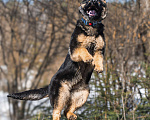 Собаки в других городах Московской области: Щенок немецкой овчарки рабочего разведения Девочка, 80 000 руб. - фото 10