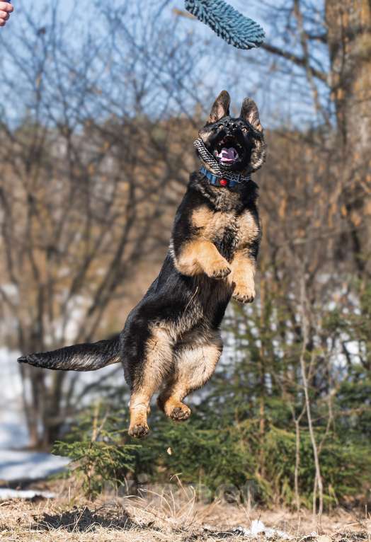 Собаки в других городах Московской области: Щенок немецкой овчарки рабочего разведения Девочка, 80 000 руб. - фото 10