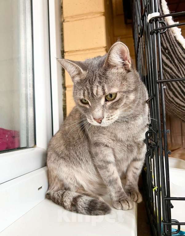 Кошки в Москве: Полосатая Элис юная кошечка в добрые руки Девочка, Бесплатно - фото 5