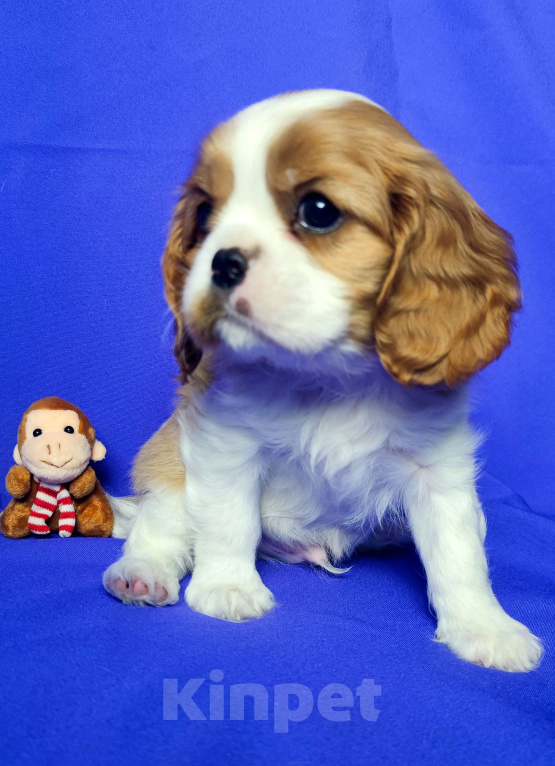 Собаки в Санкт-Петербурге: Красивый мальчик кавалер Кинг Чарльз спаниель  Мальчик, 100 000 руб. - фото 1