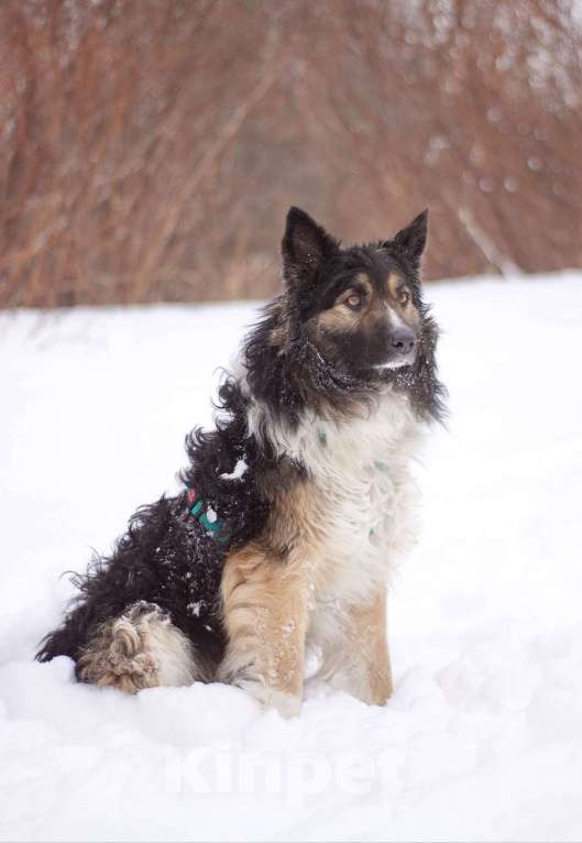 Собаки в Москве: Бархотный аристократ Буши в поисках дома Мальчик, Бесплатно - фото 4