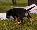 Собаки в Химках: Щенок в добрые руки. Малыш Мартин ищет родителей  Мальчик, Бесплатно - фото 9