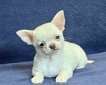 Собаки в Москве: Чихуахуа. Мальчик белый крем Мальчик, 50 000 руб. - фото 1