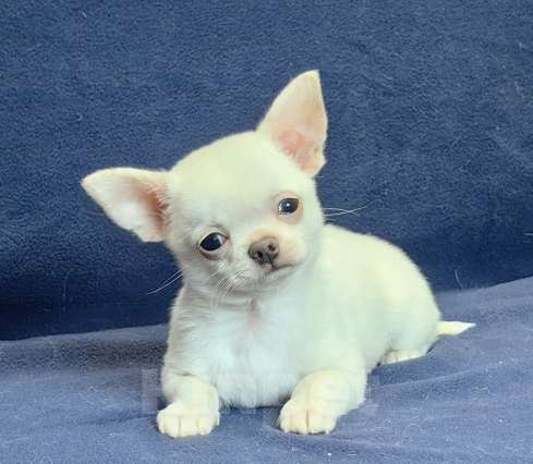 Собаки в Москве: Чихуахуа. Мальчик белый крем Мальчик, 50 000 руб. - фото 1