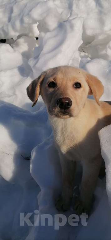 Собаки в Краснокамске: Лаброледи Злата Девочка, 25 000 руб. - фото 1
