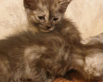 Кошки в Химках: Кошечка Девочка, 1 руб. - фото 2