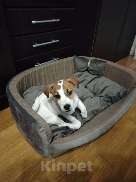 Собаки в Москве: Джек Рассел в добрые руки Девочка, 10 руб. - фото 3