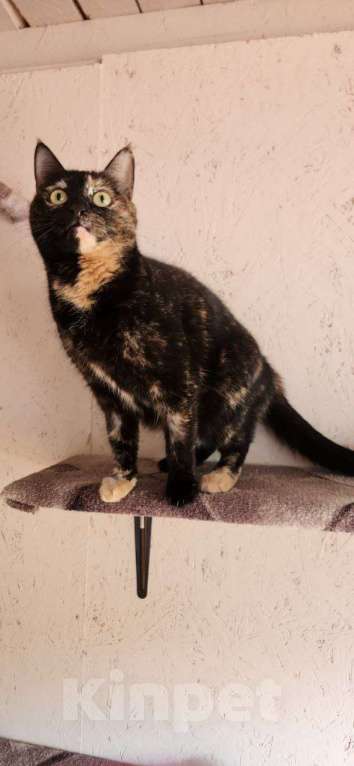 Кошки в Москве: История Милки: когда “временно” стало навсегда Девочка, Бесплатно - фото 5