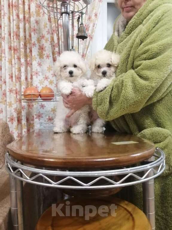 Собаки в Новосибирске: Щенки бишон фризе  Мальчик, Бесплатно - фото 3