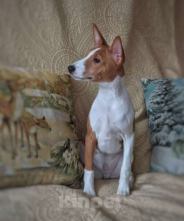 Собаки в Санкт-Петербурге: Щенки басенджи выращенные с любовью Мальчик, 50 000 руб. - фото 3