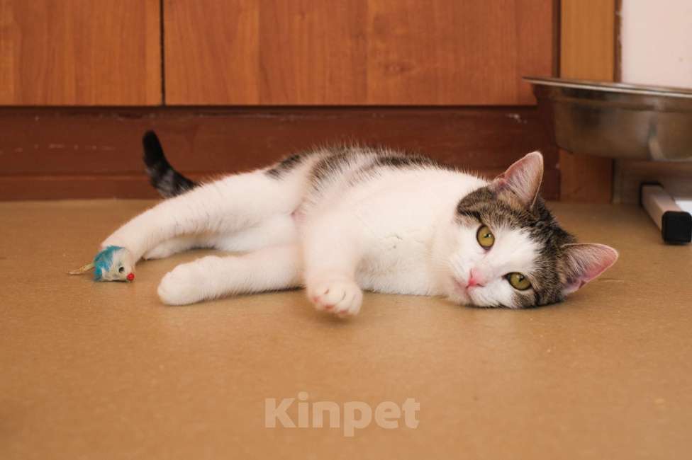 Кошки в Санкт-Петербурге: Кошка ищет дом Девочка, Бесплатно - фото 5