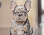 Собаки в Белгороде: Французский бульдог щенки Мальчик, 200 000 руб. - фото 3