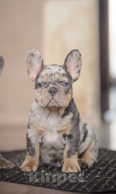 Собаки в Белгороде: Французский бульдог щенки Мальчик, 200 000 руб. - фото 3