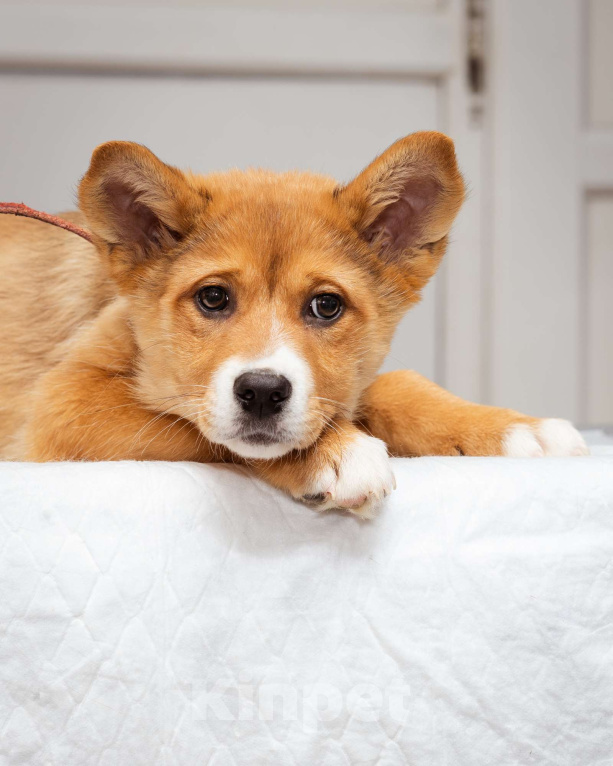 Собаки в Москве: Щенок-девочка ищет дом Девочка, Бесплатно - фото 1