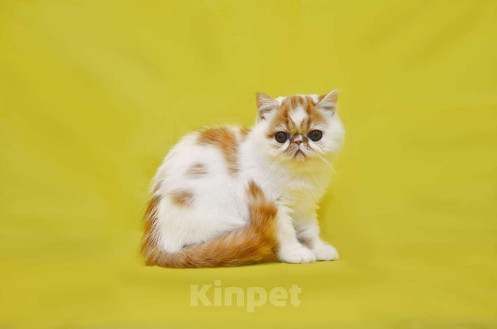 Кошки в Москве: Красотка Девочка, Бесплатно - фото 1