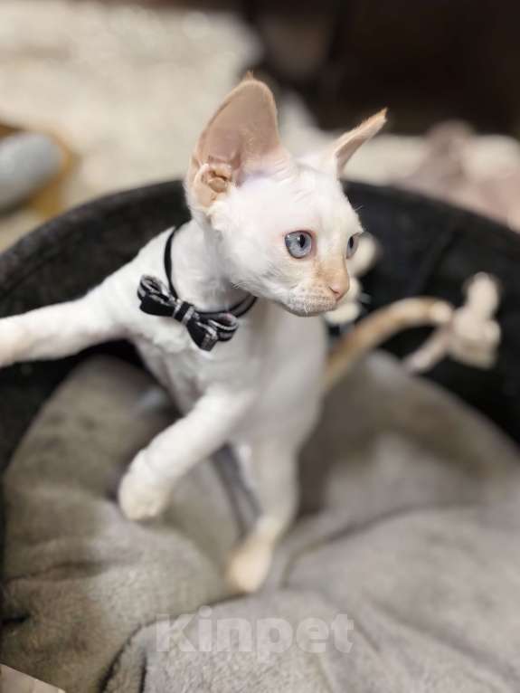 Кошки в Электростали: Мальчик Девон Рекс Мальчик, Бесплатно - фото 6